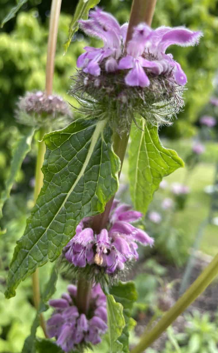 Phlomis tuberosa 'Bronze Flamingo'