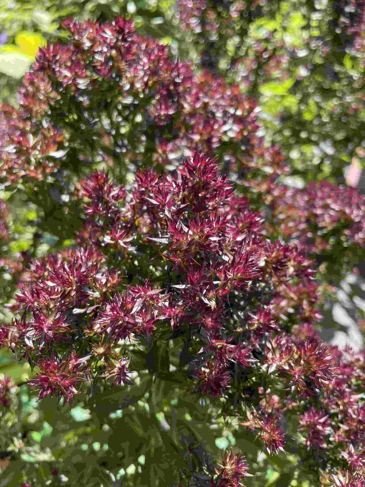 Bloei van Phlox paniculata ‘Blind Lion’