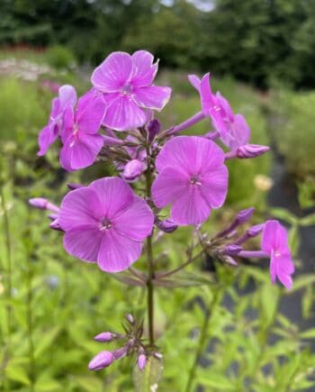 Phlox amplifolia met grote lichtroze bloemschermen in volle zomerbloei.