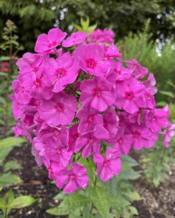 Bloei van Phlox amplifolia ‘Winnetou’