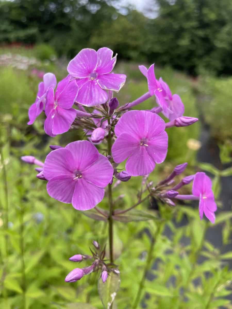 Phlox amplifolia met grote lichtroze bloemschermen in volle zomerbloei.