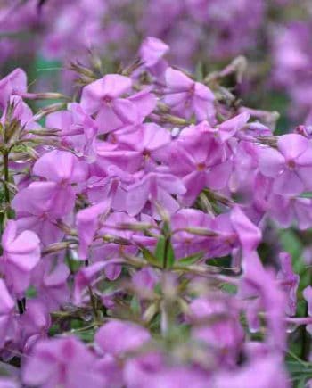 Phlox caroliana 'Bill Baker'