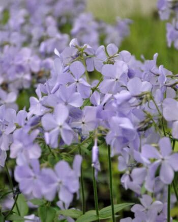 Bloei van Phlox divaricata ‘Blue Moon’