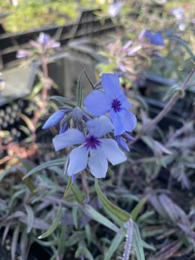 Bloei van Phlox divaricata ‘Chattahoochee’