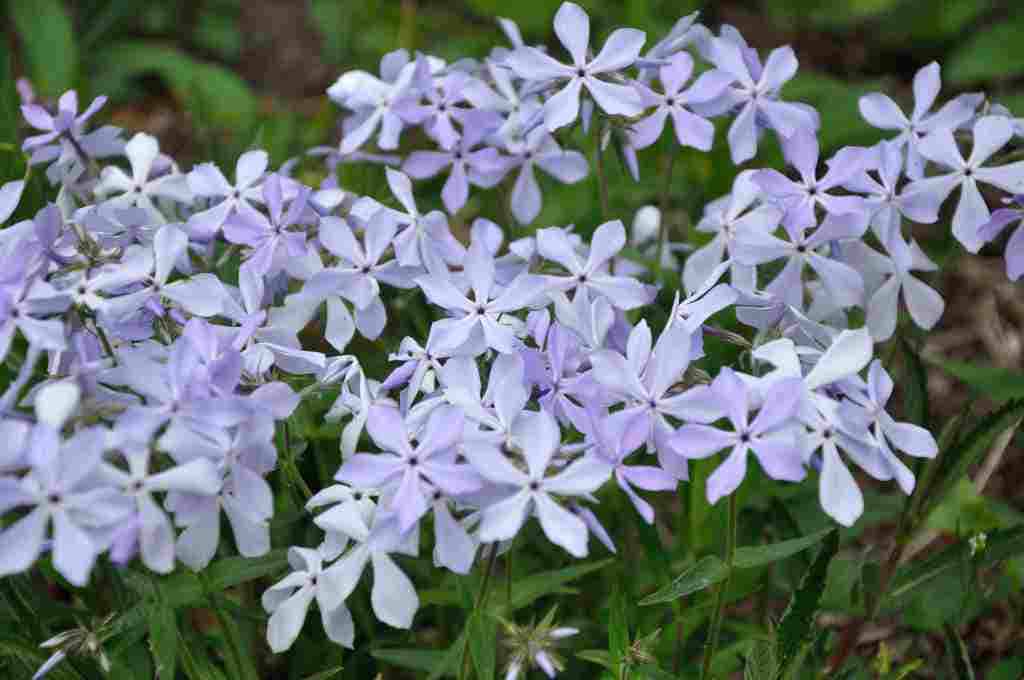 Lila bloemen van Phlox divaricata 'Clouds of Perfume'