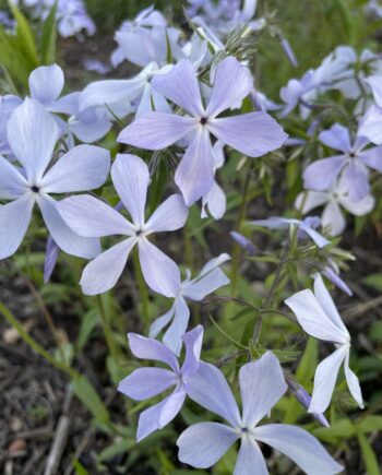 Phlox divaricata Clouds of Perfume met lichtlila bloemen in voorjaarsbloei