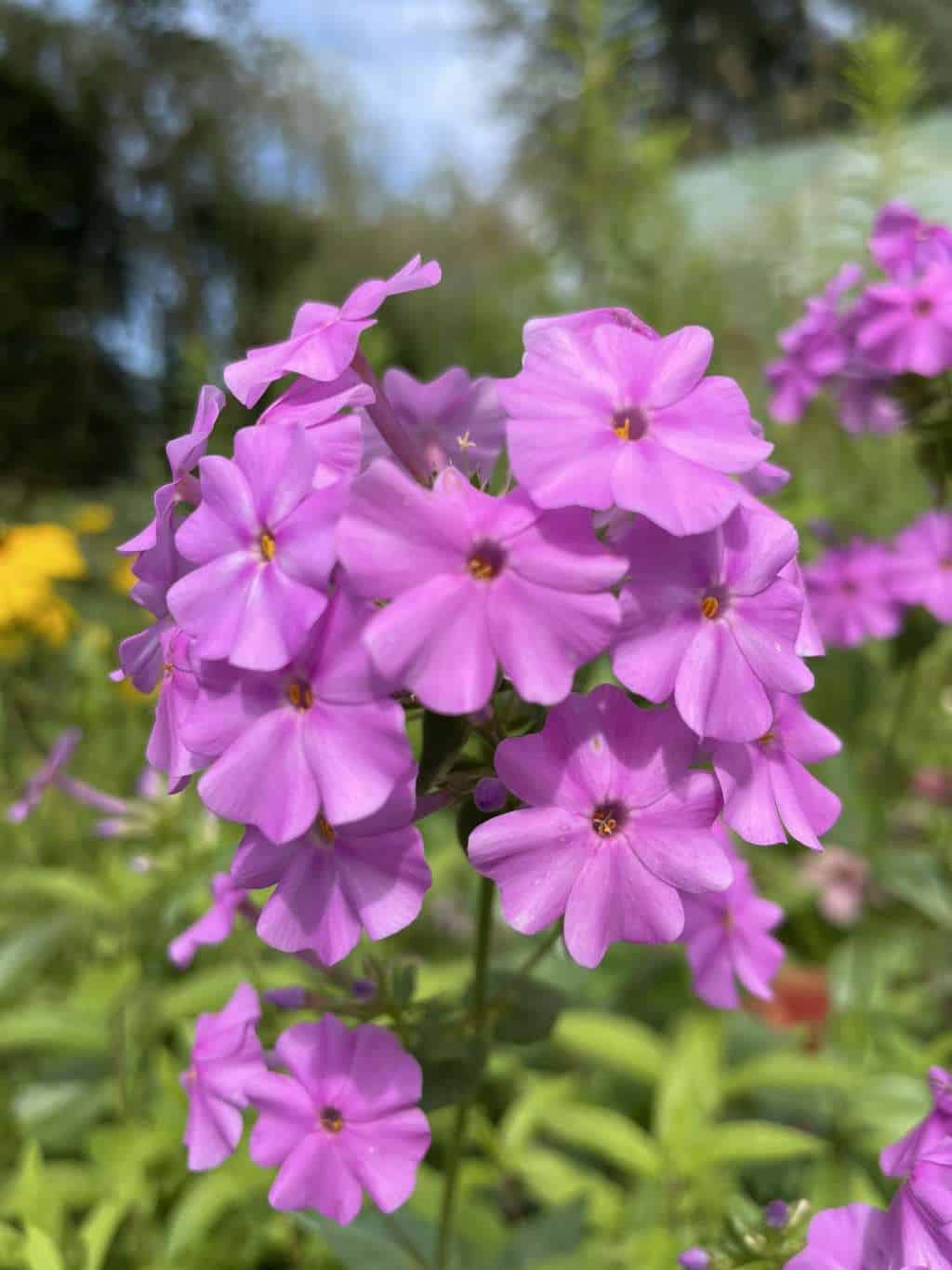 Bloei van Phlox floridana