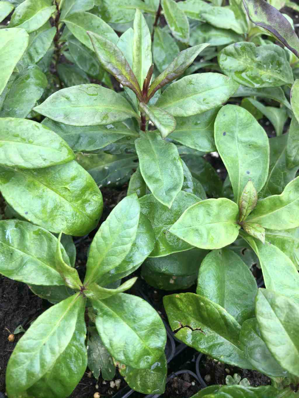 Phlox paniculata 'Blind Lion'
