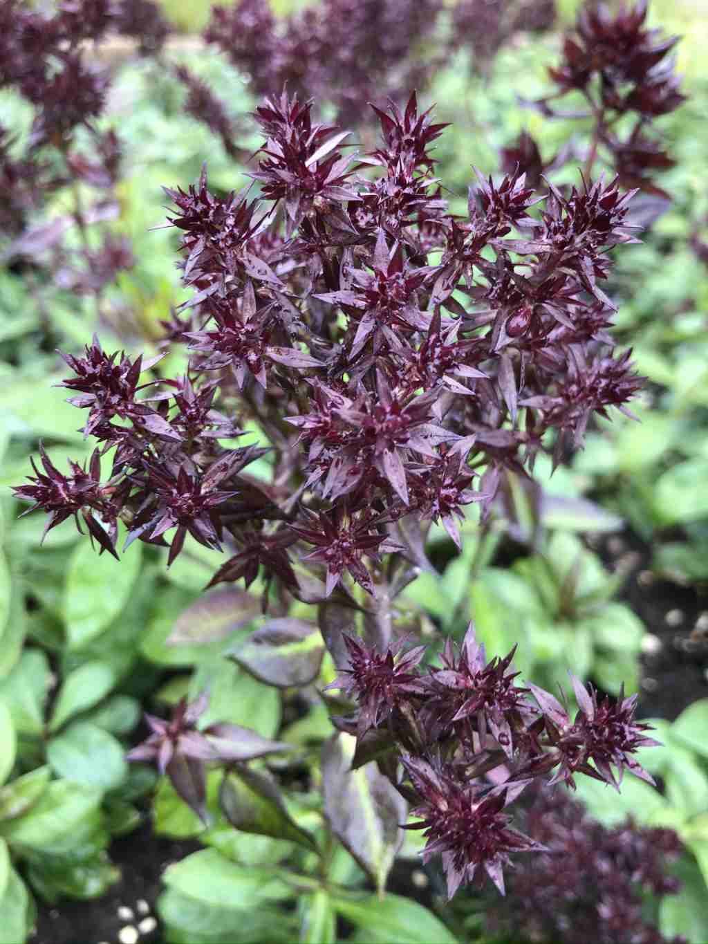 Phlox paniculata 'Blind Lion'