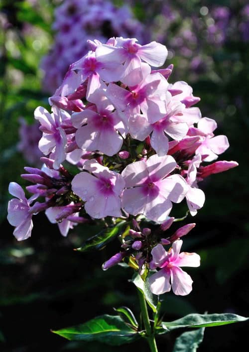 Phlox paniculata 'Bright Eyes'