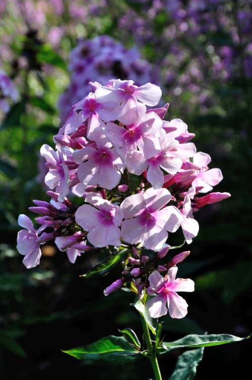 Licht roze bloei met donker hart van Phlox paniculata ‘Bright Eyes’
