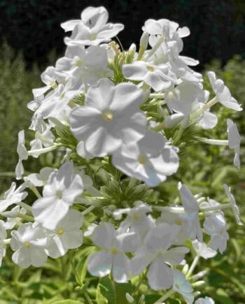 Witte bloei van Phlox paniculata ‘David’