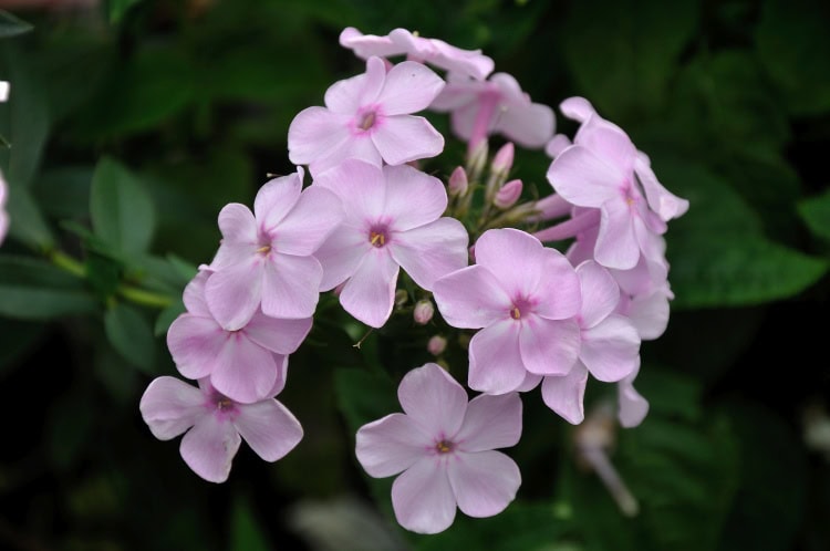 Phlox paniculata 'Errötendes Mädchen'