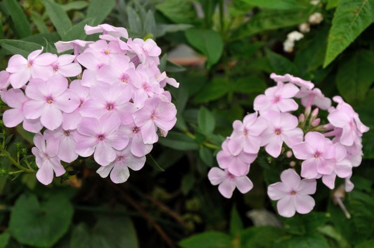 Phlox paniculata 'Errötendes Mädchen'