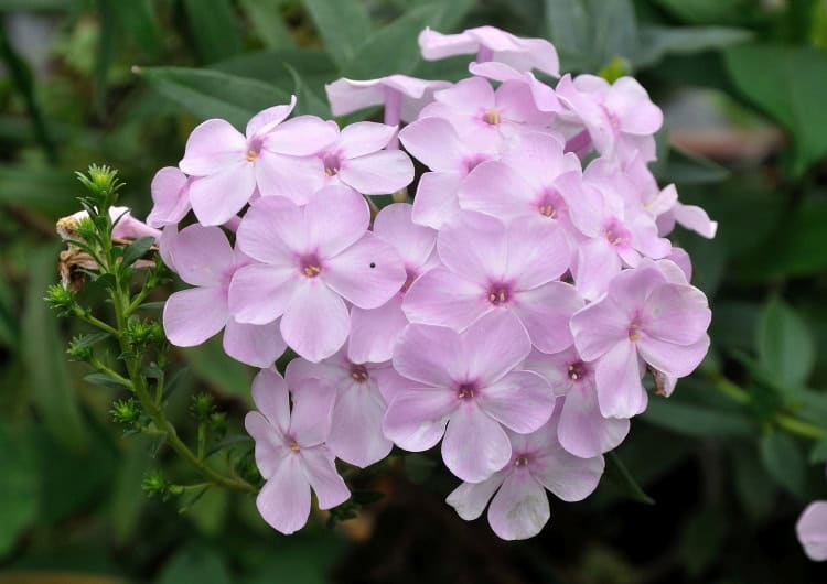 Zacht roze bloei van Phlox paniculata ‘Errötendes Mädchen’