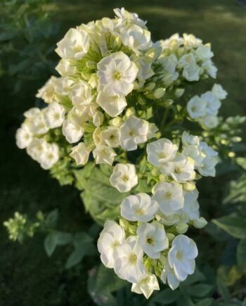 Phlox paniculata 'Green Expectations' met roomwitte bloemen en opvallend groen bloemhart.