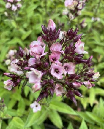 Phlox paniculata 'Mystique Green' met groenwitte bloemen en opvallend groene schutbladeren.