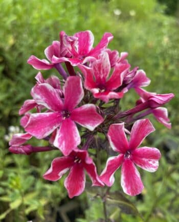 Phlox paniculata 'Palmyra' met rijkbloeiende paarsviolette bloemtrossen op stevige stelen.