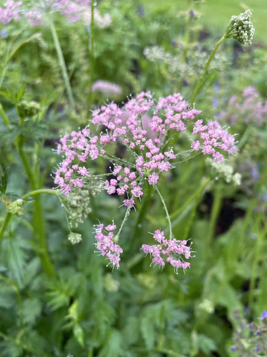 Detail van lichtroze bloemen van Pimpinella major Rosea