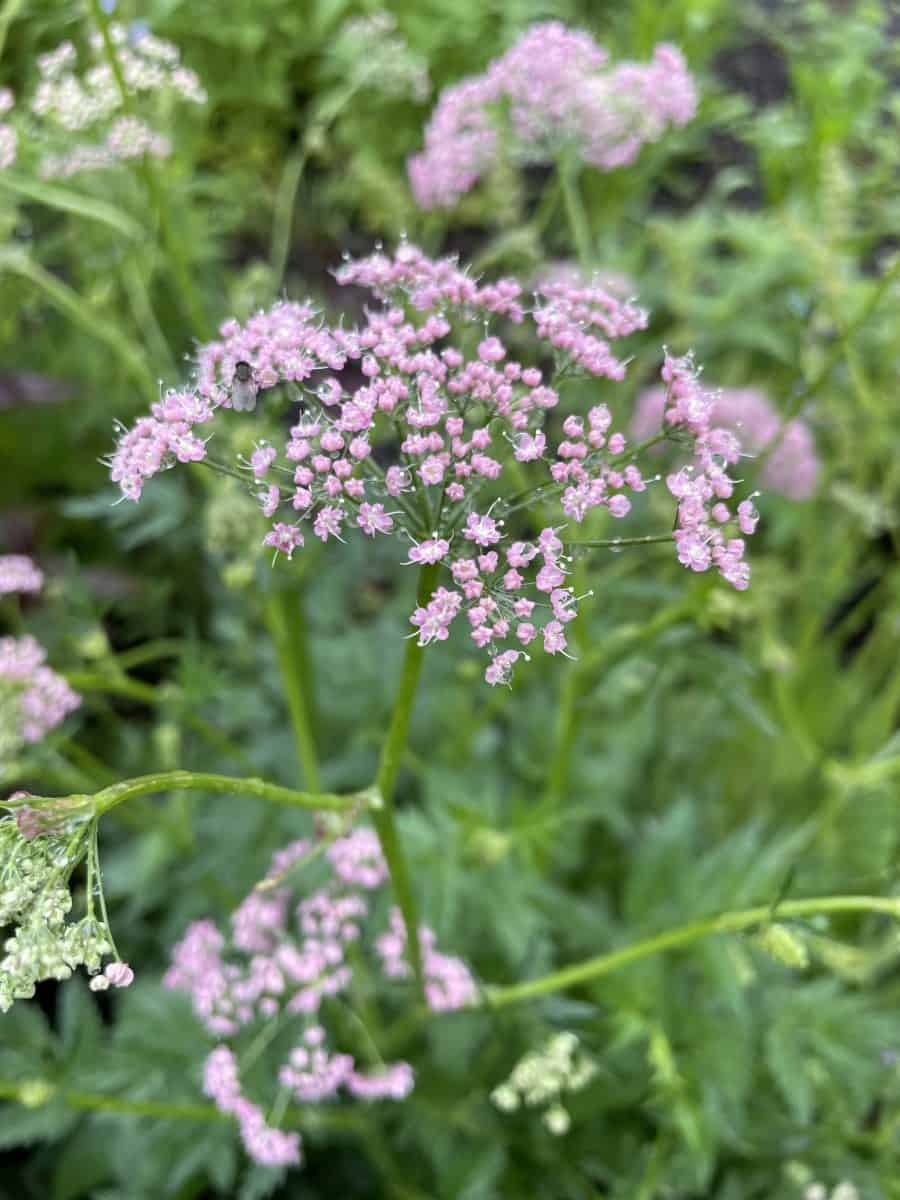 Pimpinella major Rosea met lichtroze schermbloemen in bloei