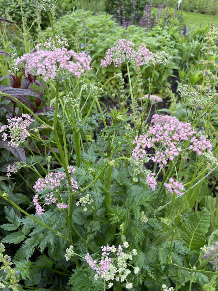 Pimpinella major Rosea met rijk bloeiende roze bloemschermen in natuurlijke tuin