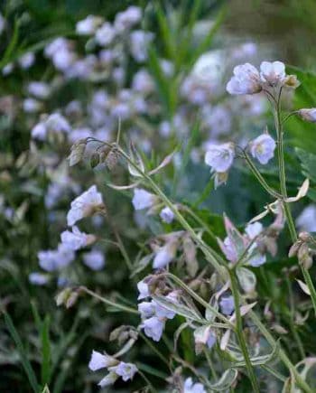Lichtblauwe bloei van Polemonium ‘Stairway to Heaven’