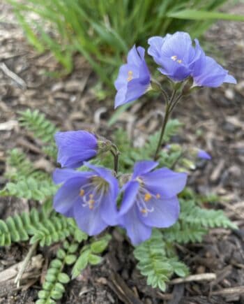 Polemonium humile met fijne blauwe bloemen en geveerd blad