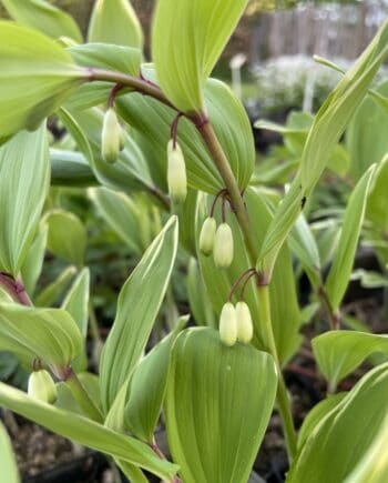 Polygonatum falcatum Variegatum met bont blad en hangende witte bloemen