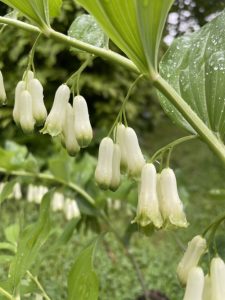 Polygonatum multiflorum