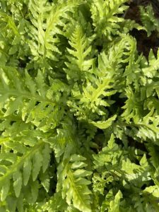 Polystichum setiferum