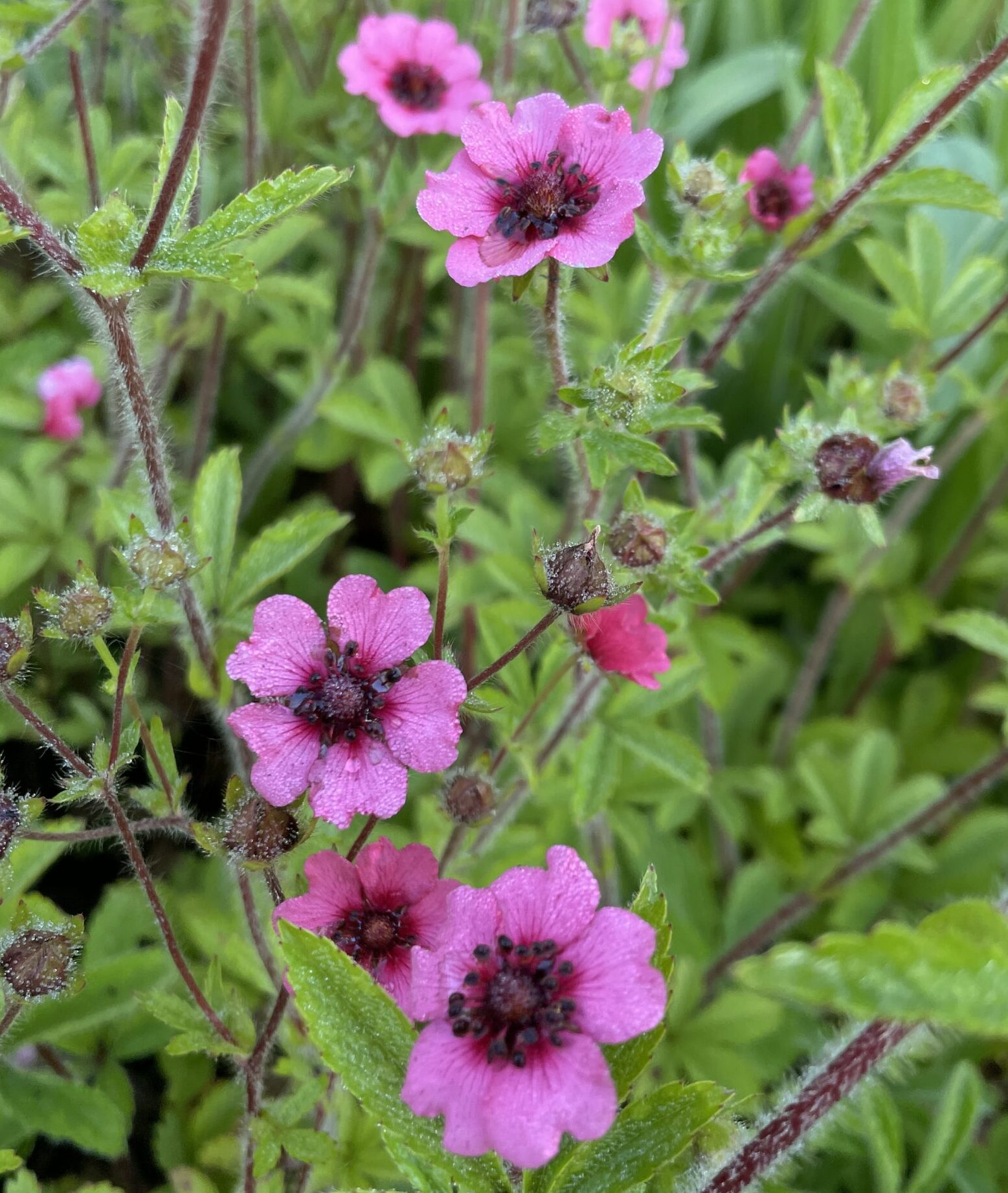 Detail van de roze bloemen van Potentilla nepalensis 'Miss Willmott'.