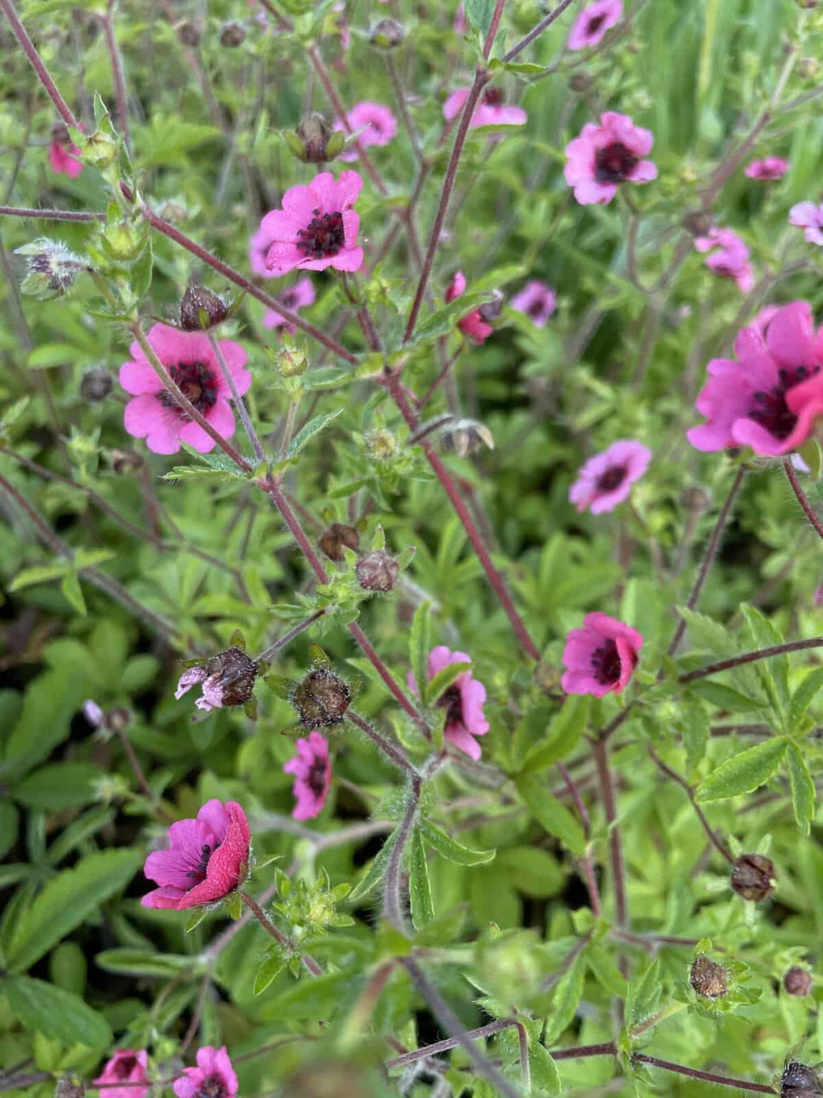 Bloeiende Potentilla nepalensis 'Miss Willmott' in een zonnige border.