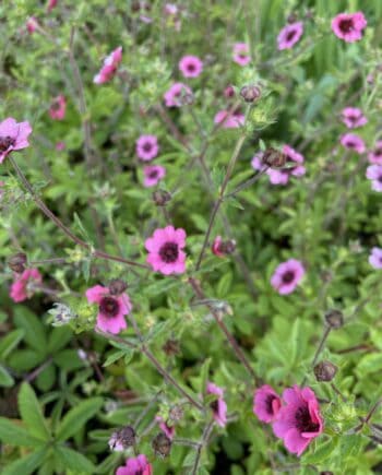 Potentilla nepalensis 'Miss Willmott' met donkerroze bloemen en een rood hart.