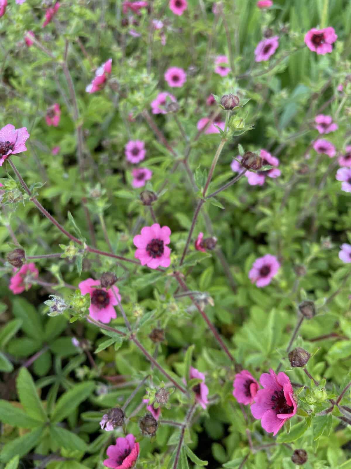 Potentilla nepalensis 'Miss Willmott' met donkerroze bloemen en een rood hart.