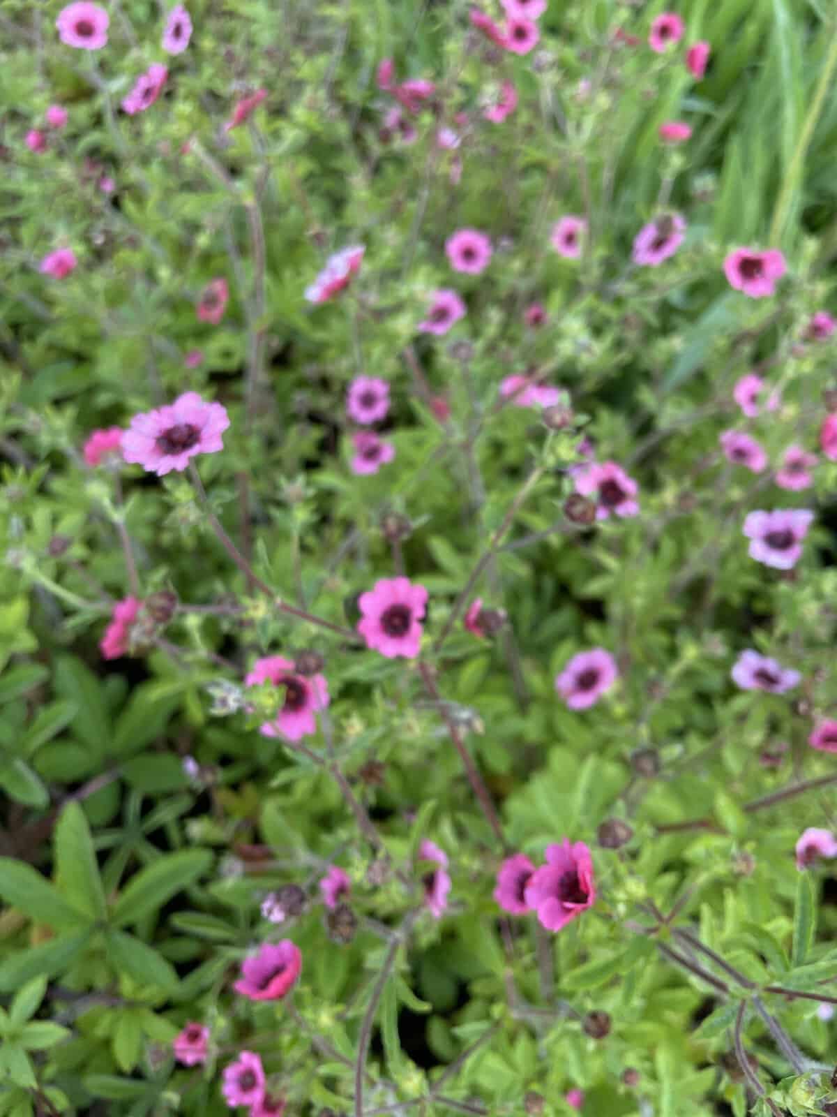 Potentilla nepalensis 'Miss Willmott' met roze bloemen tussen andere vaste planten.