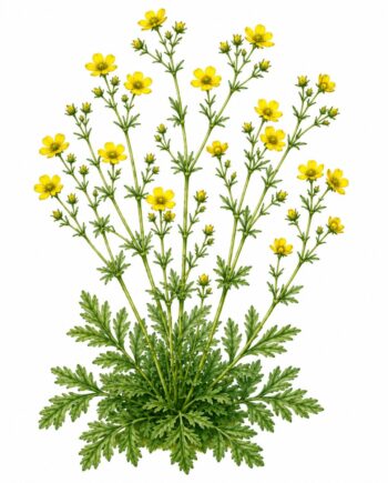 Potentilla recta