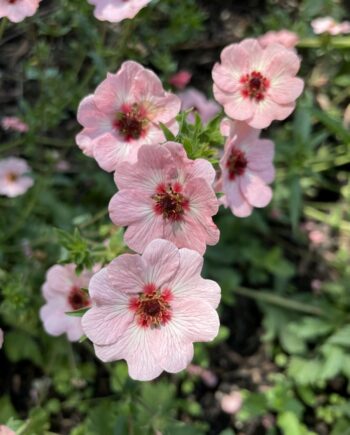 Potentilla × hopwoodiana met lichtroze bloemen boven een luchtige pol fijn blad.