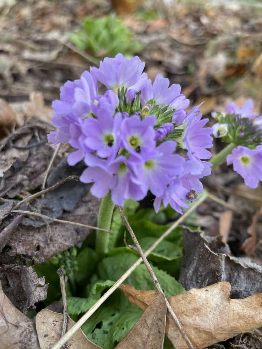 blauwe bloei in het voorjaar van Primula 'Blue Selection'