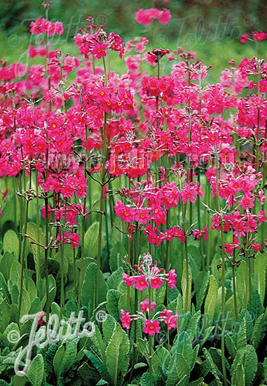 Paarsroze etagebloei van Primula beesiana