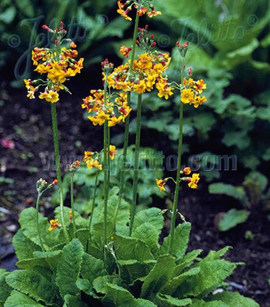 Roze tot abrikooskleurige bloei van Primula chungensis