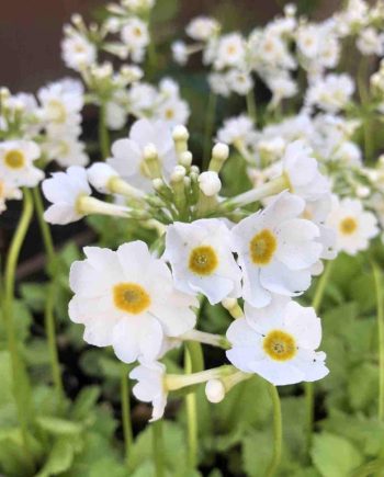 Witte bloei van Primula japonica ‘Alba’