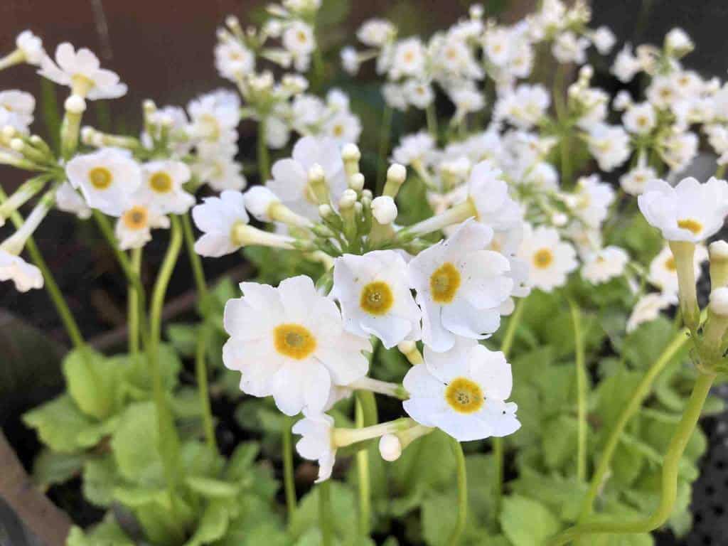 Witte bloei van Primula japonica ‘Alba’