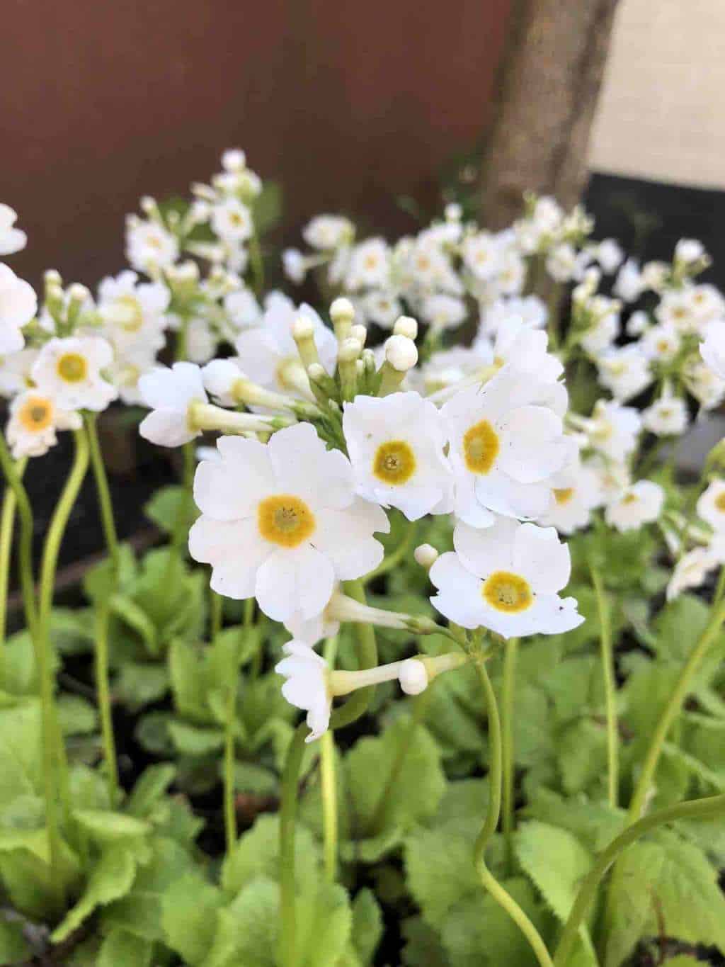 Primula japonica 'Alba'