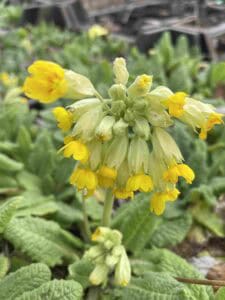 Primula veris