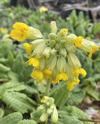 Gele bloei van Primula veris