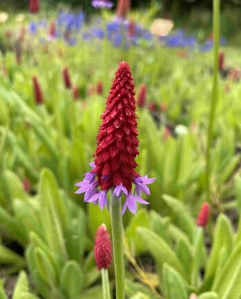 Tweekleurige bloei van Primula vialii