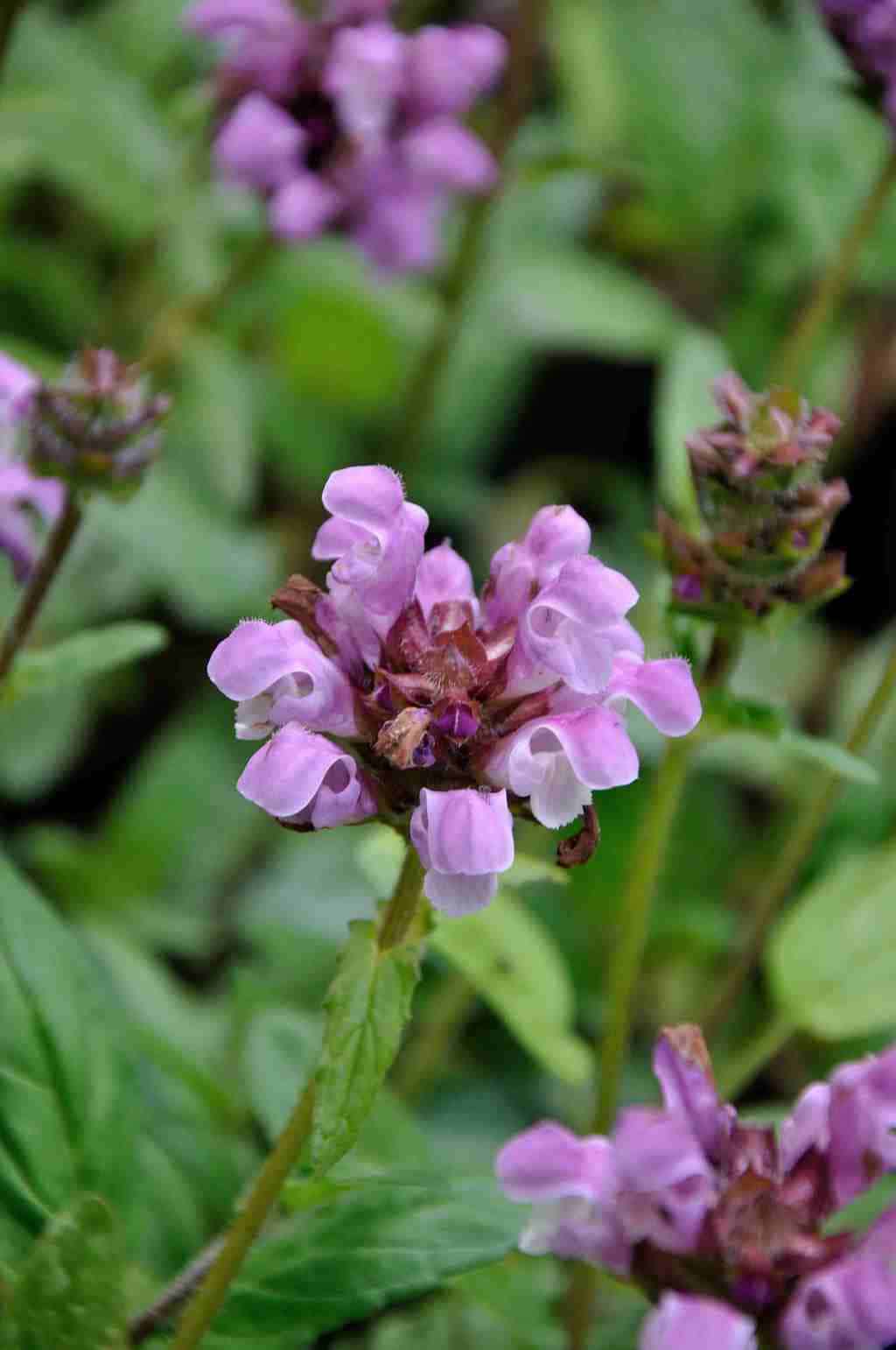 Paarsrode bloemaren van Prunella grandiflora ‘Rubra’