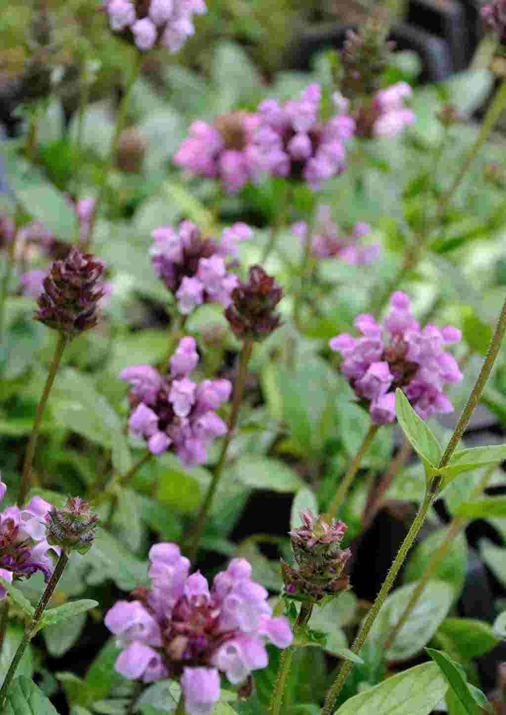 Prunella grandiflora 'Rubra'