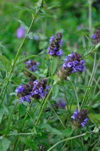 Prunella vulgaris