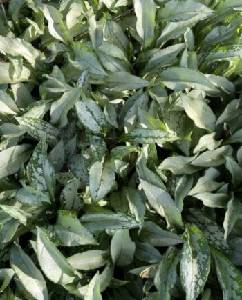 Groot donkergroen blad met opvallende zilverkleurige tekening van Pulmonaria 'Samurai'.